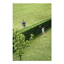 Bosch Akku-Heckenschere AHS 50-20 LI