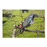 GARDENA Baum- und Strauchschneider StarCut 160 plus