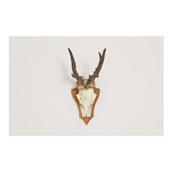 fischer Gehörnklammer