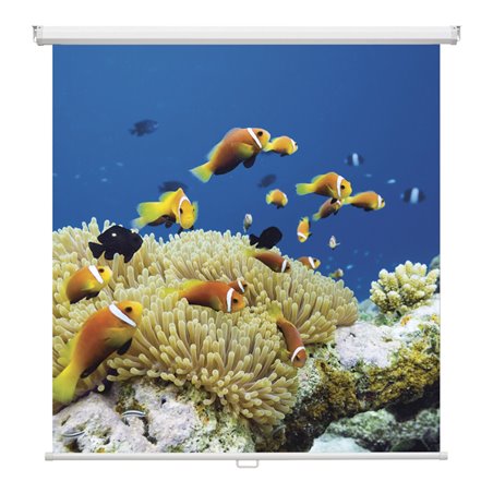 Magnetoplan Rollo-Leinwand, 2400 x 2400 mm