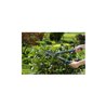 GARDENA Heckenschere EasyCut