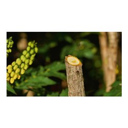 Bosch Akku-Gartenschere EasyPrune Classic