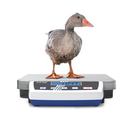 Kern Paketwaage DE 60K5A+C kalibriert, Wägebereich 60 kg, Ablesbarkeit 5 g