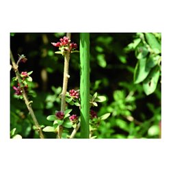 floraworld Pflanzstab Metall, Durchmesser 11mm 150cm grün