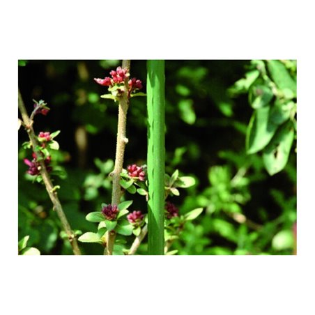 floraworld Metallpflanzstab classic, 1800/16mm Stahl