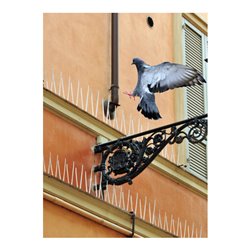 SWISSINNO Spikes 300 cm inkl. Silikonkleber Solution