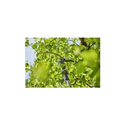 Gardena Akku-Teleskop-Baumschere HighCut 250/18V P4A Ready-To-Use Set