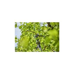 Gardena Akku-Teleskop-Baumschere HighCut 250/18V P4A solo