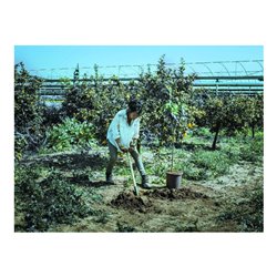 bellota Spaten, geschmiedet, 150 cms lange