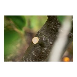 Bosch Akku-Gartenschere AdvancedPrune 18V-45